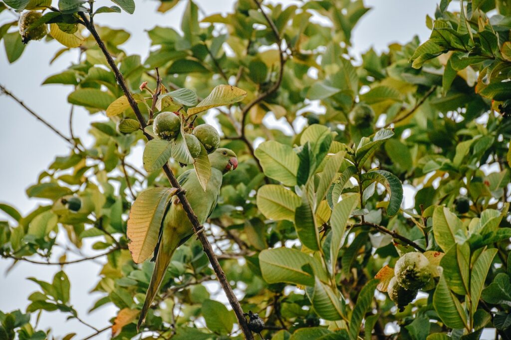 Six Useful Small-Sized Fruit Trees to Have at Home